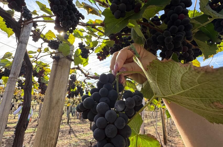  Vindima na Fazenda Amazonas conecta tradição e futuro no Ecivitas Amazonas