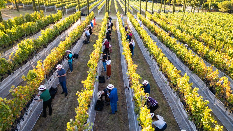 Degustações verticais são experiências raras no mundo do vinho