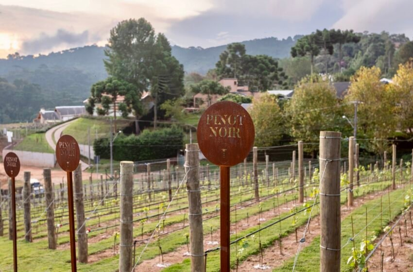Hotel Ort inicia projeto de vinhos e espumantes autorais em Campos do Jordão, com experiência imersiva durante a vindima para hóspedes.